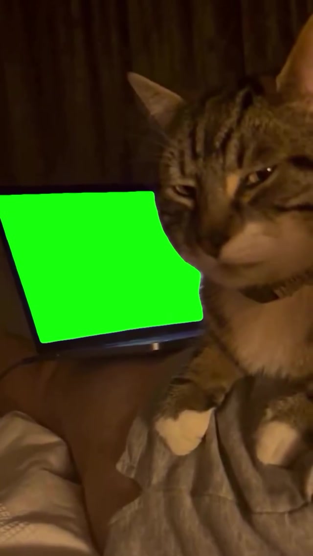 Cat Side-Eyeing Laptop meme template blank
