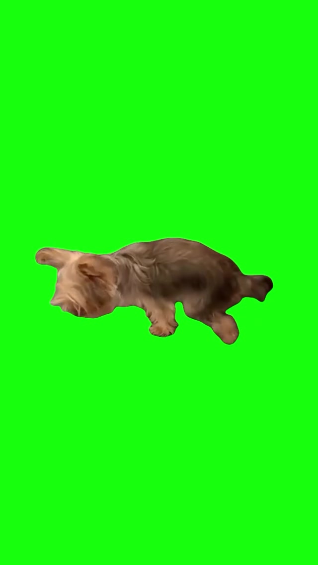 Dog Scooting meme template blank