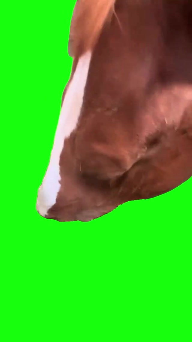 Horse Eating meme template blank