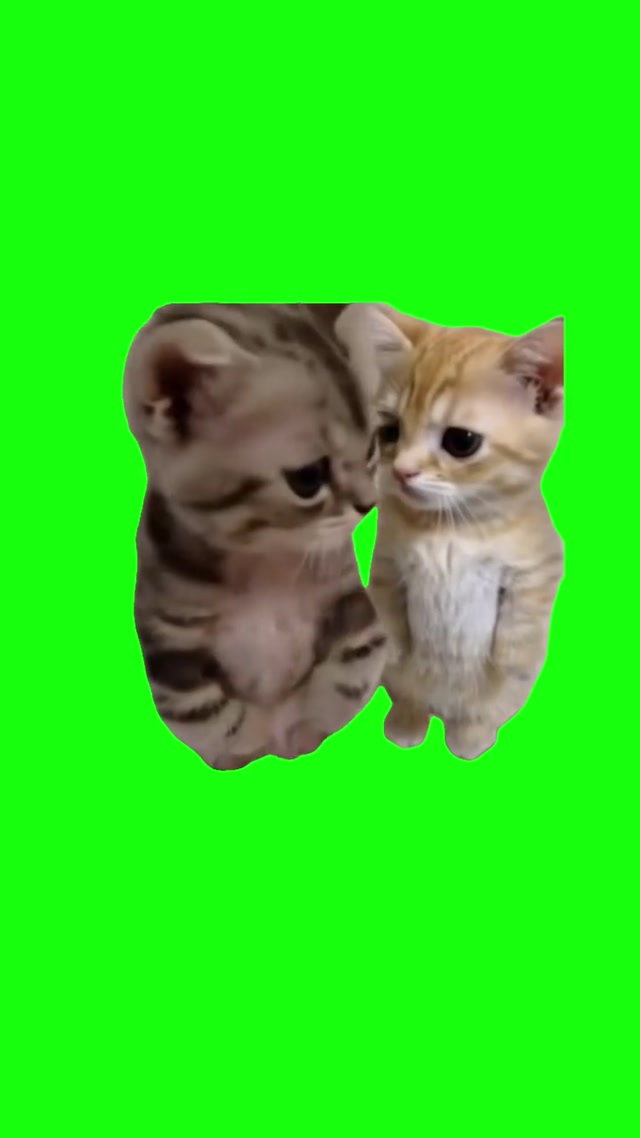Kittens Hugging meme template blank