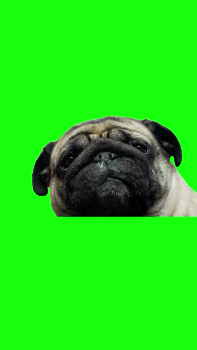 Pug Licking Screen meme template blank