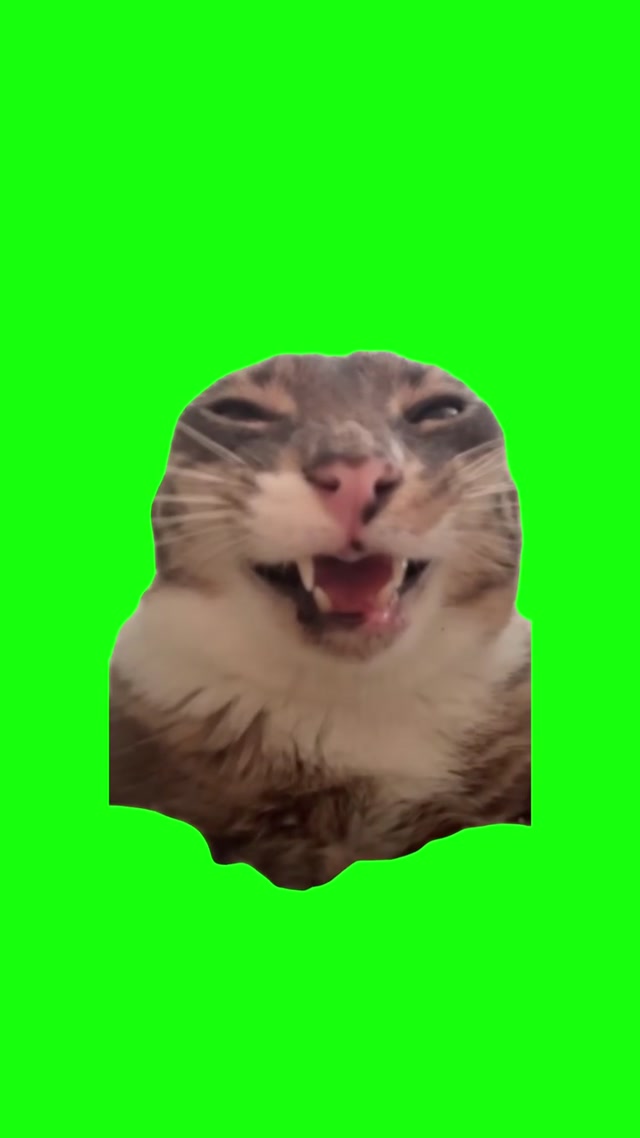 🔥 For a Download Link, Comment 'VIDEO’ Rigby the Cat Being Silly meme template blank