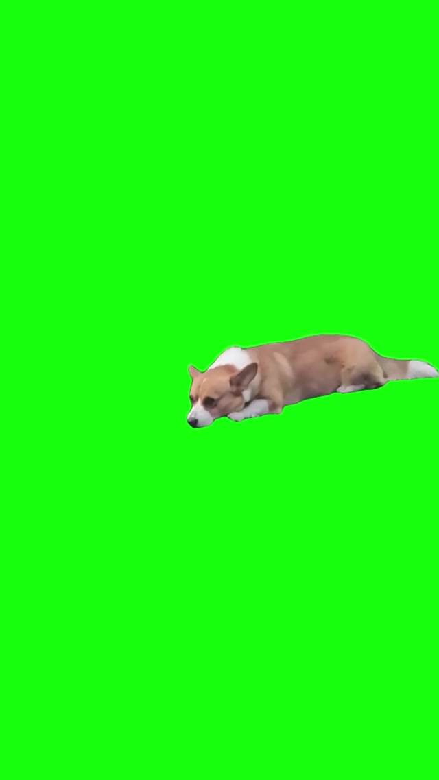 Smiling Dog meme template blank