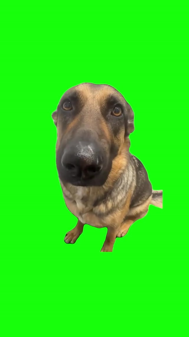 Whining Dog Meme meme template blank