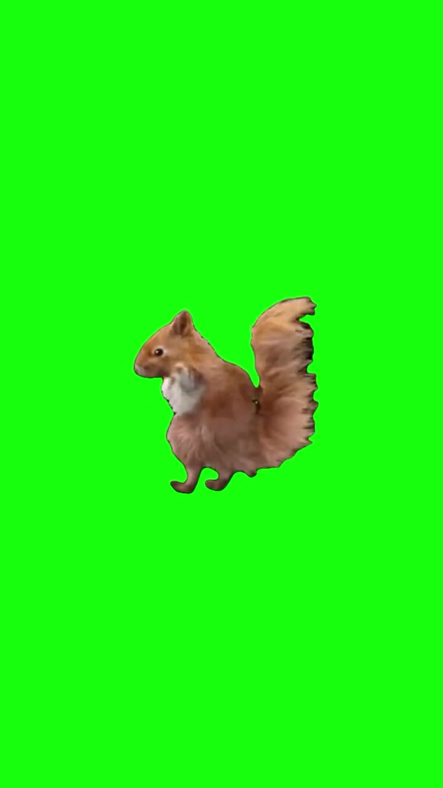 Wobbly Wiggly Squirrel meme template blank