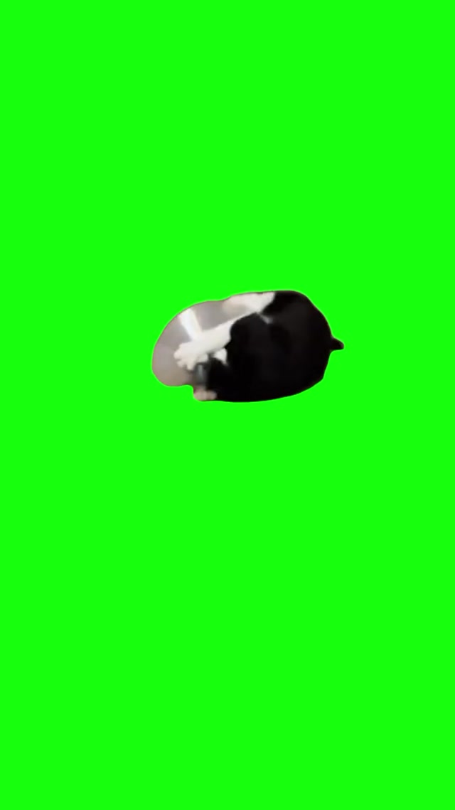 Angry Cone Cat meme template blank