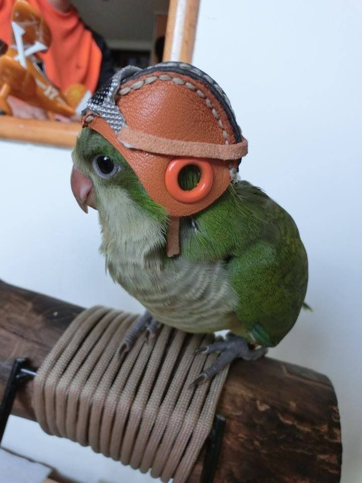 Aviator Parrot meme template blank