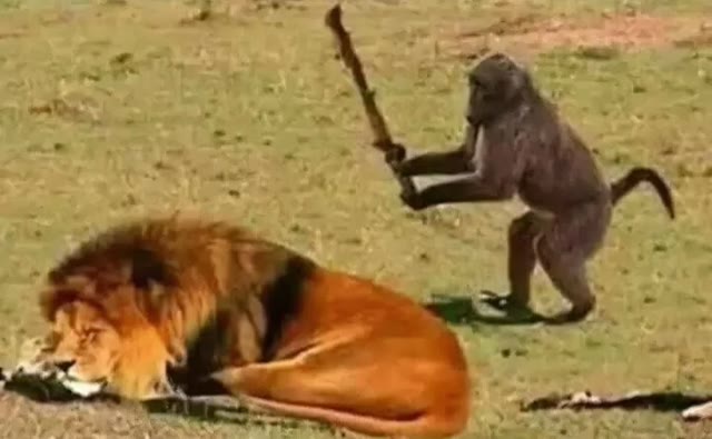 Baboon Attacking Lion With Stick meme template blank
