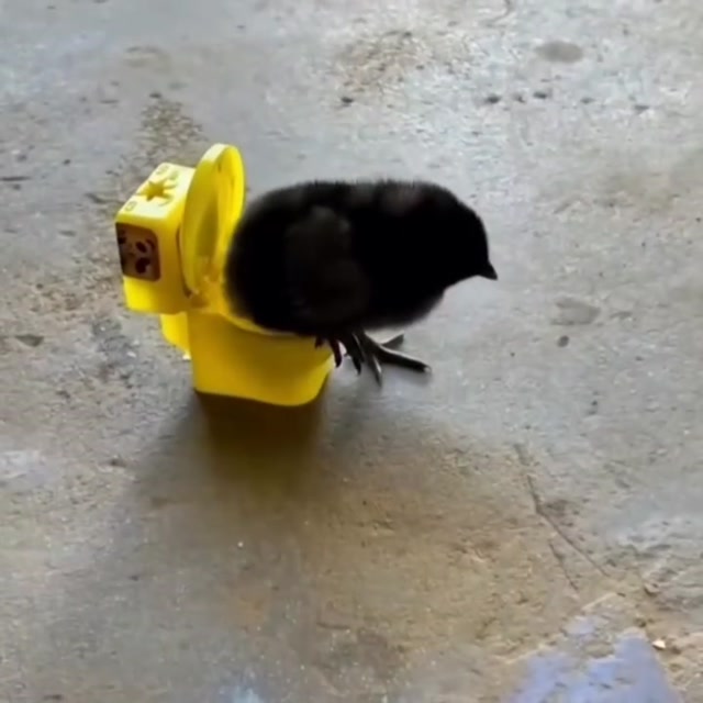 Baby Chick on a Toy Toilet meme template blank