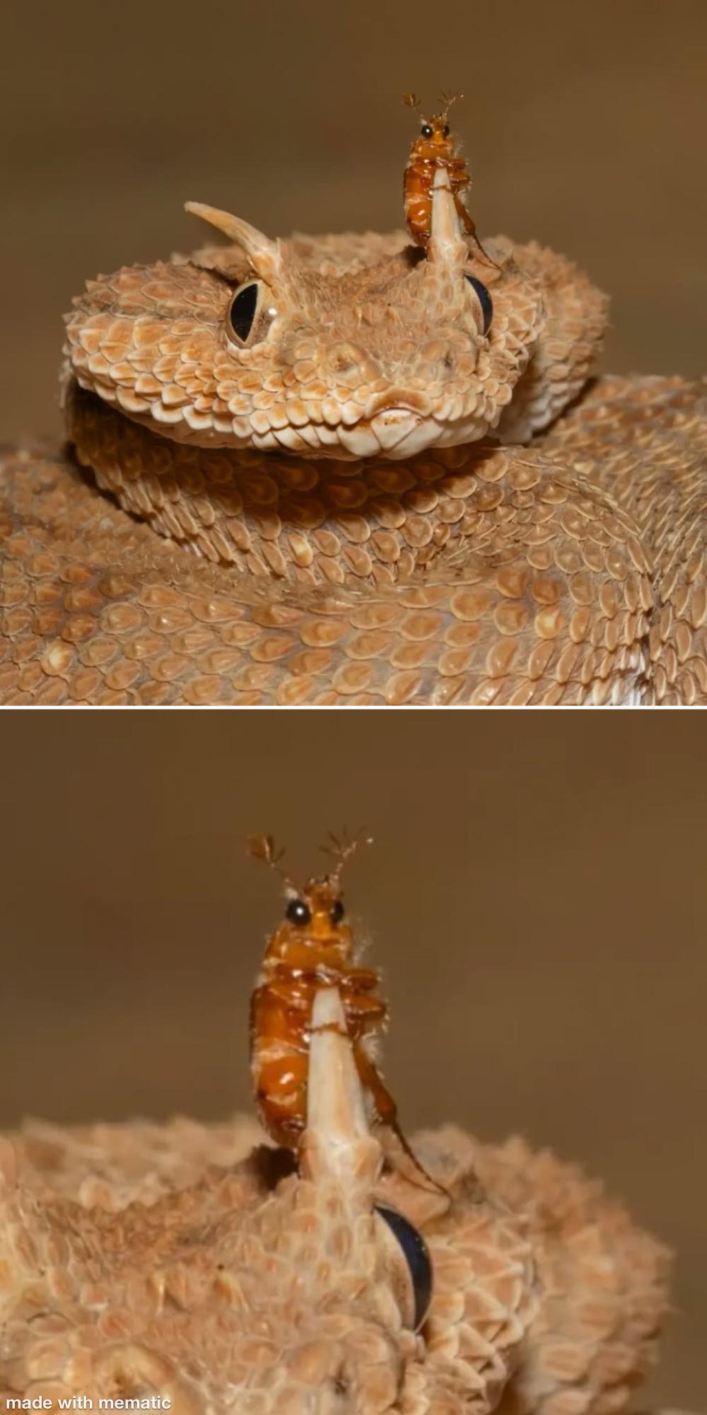Beetle Hugging Horned Viper Horn meme template blank - image format