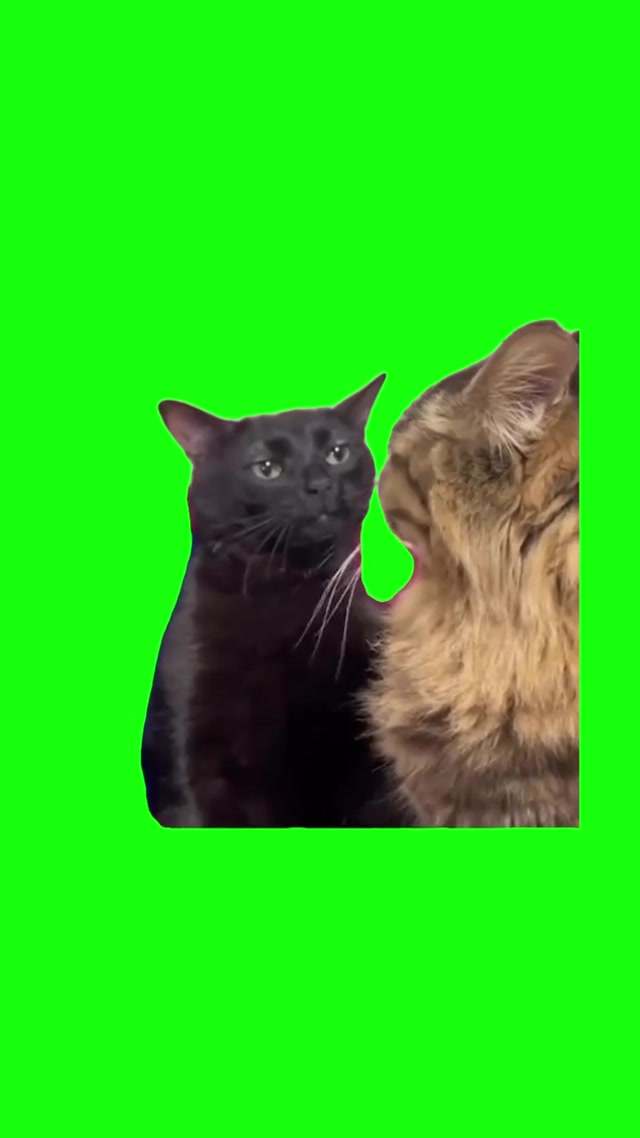 Black Cat Zoning Out meme template blank
