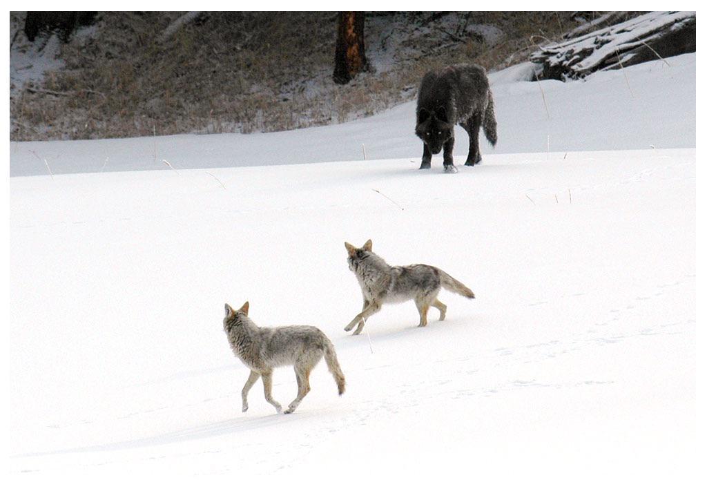 Black Wolf Approaching Coyotes meme template blank - image format