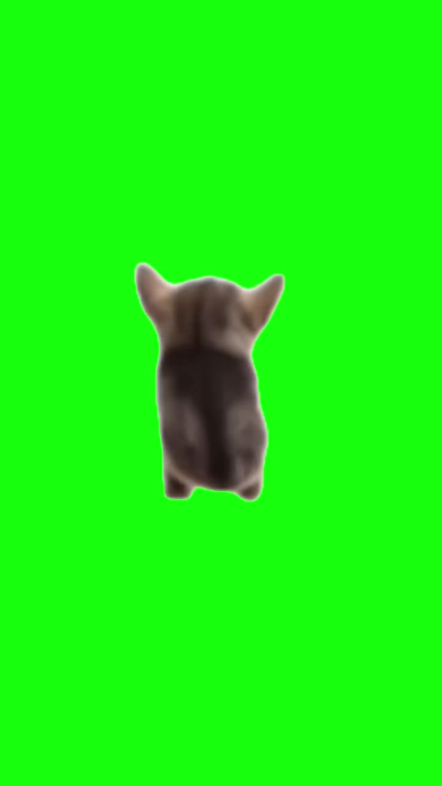 Blah Blah Blah Cat meme template blank