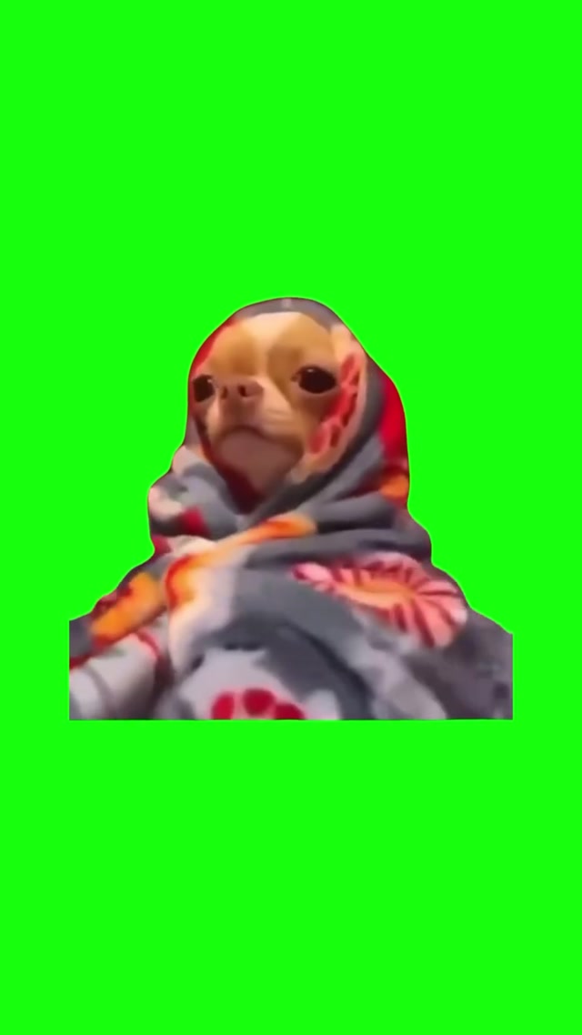 Blanket Dog Laying Down meme template blank