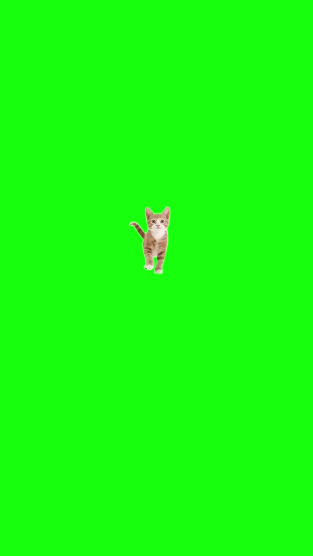 Bleh Cat meme template blank