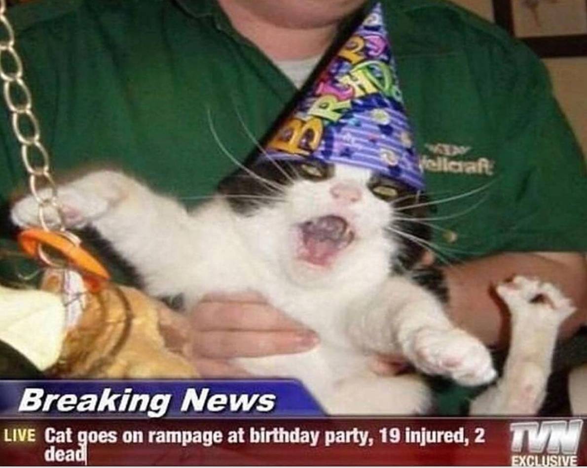 Funny Cat Birthday Memes: 50+ Cat Memes to Celebrate Any Birthday
