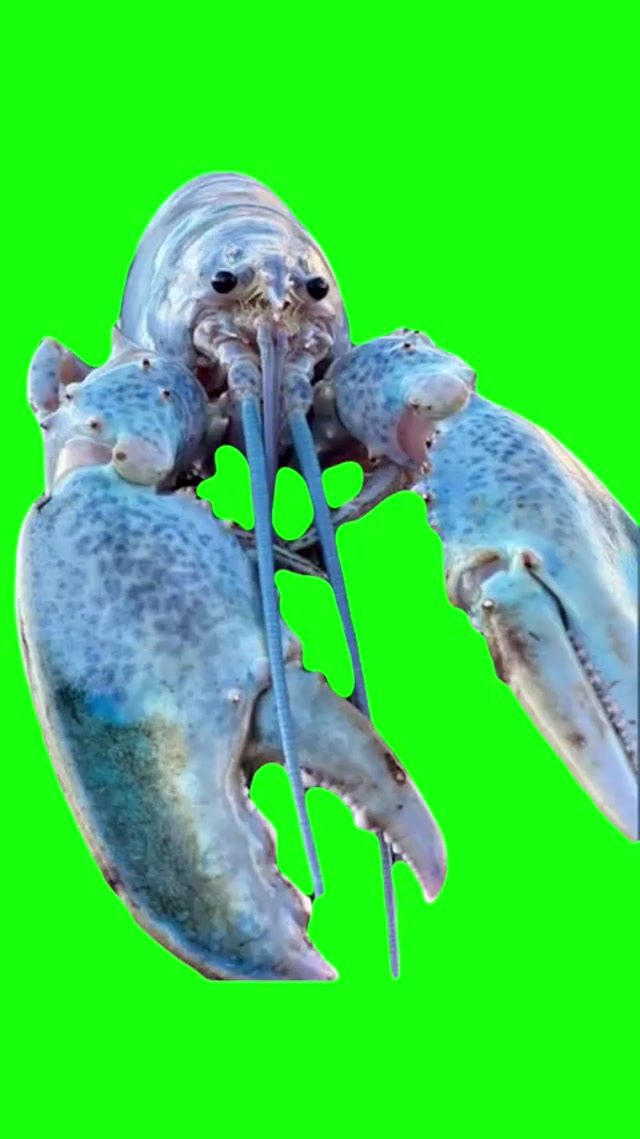 Blue lobster jumpscare meme template blank