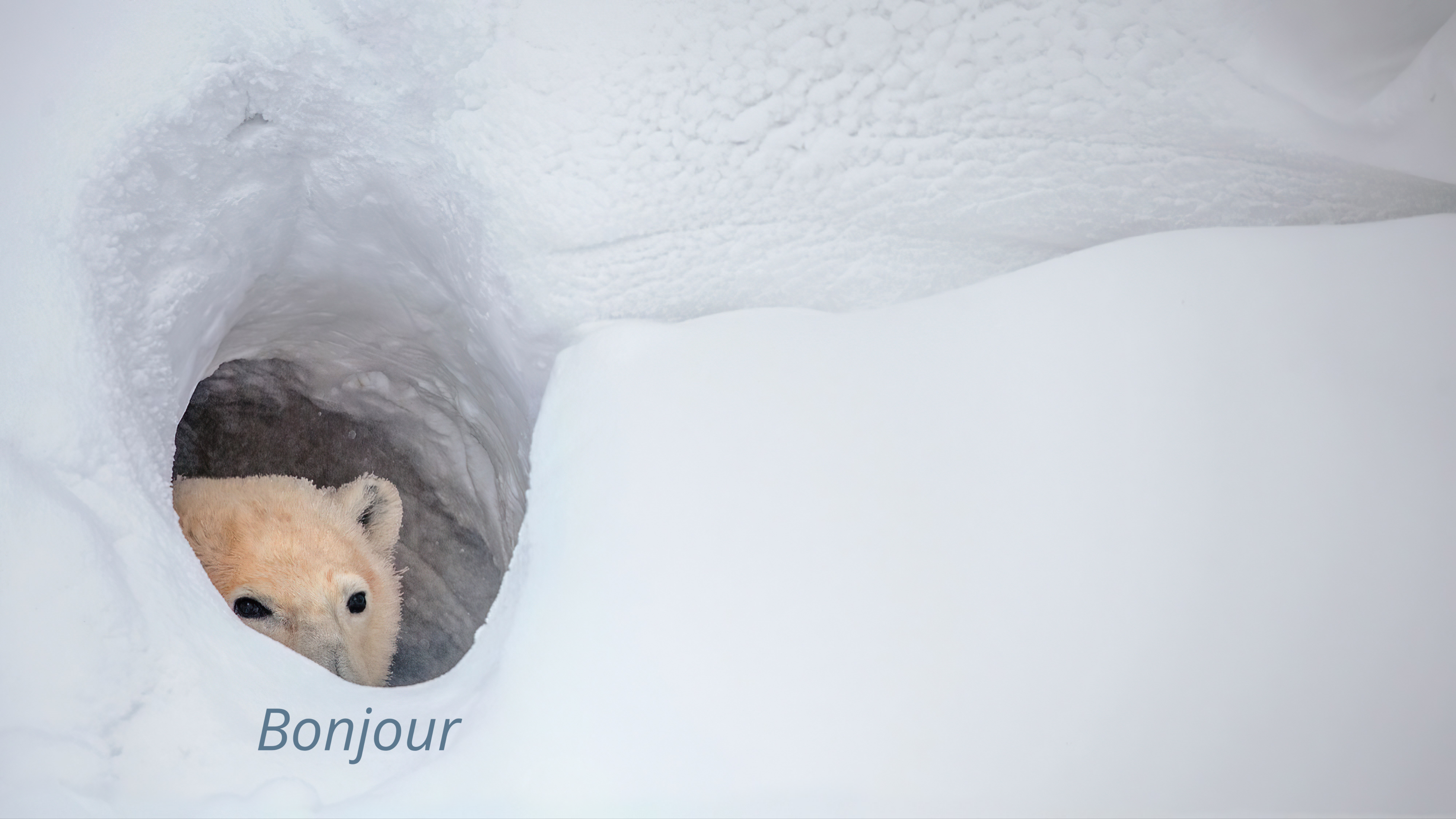 Bonjour Bear meme template blank - image format