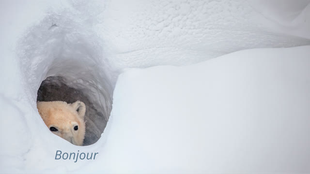 Bonjour Bear meme template blank
