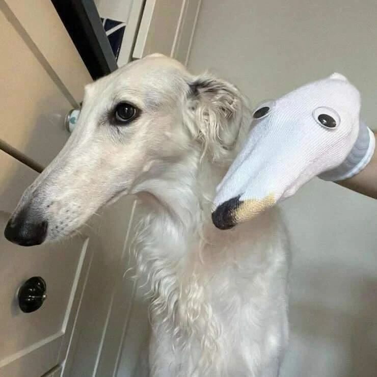 Borzoi Sock Cosplay meme template blank