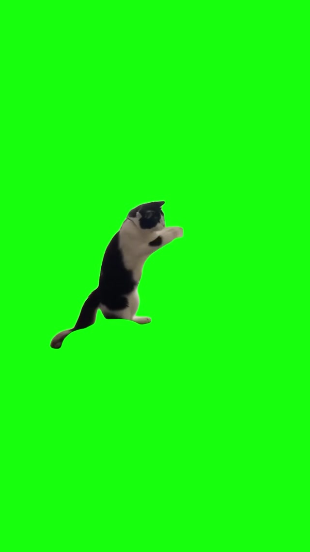 Boxing Cat meme template blank