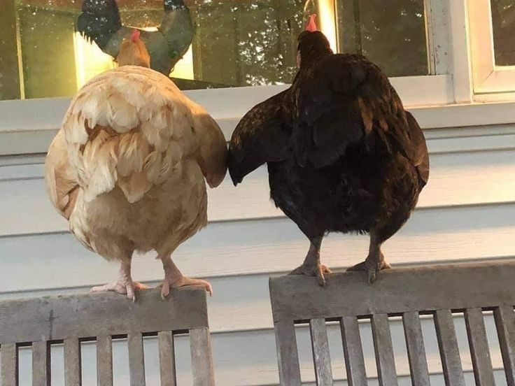 Buff Chickens Holding Hands meme template blank - image format