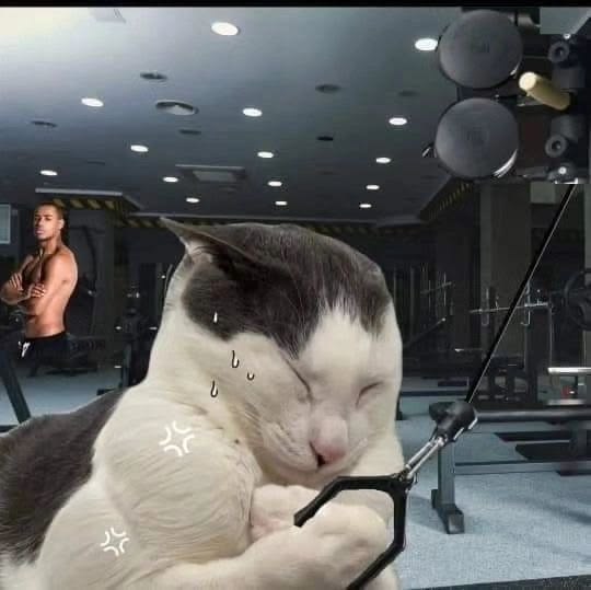 Buff Gym Cat Cable Fly meme template blank