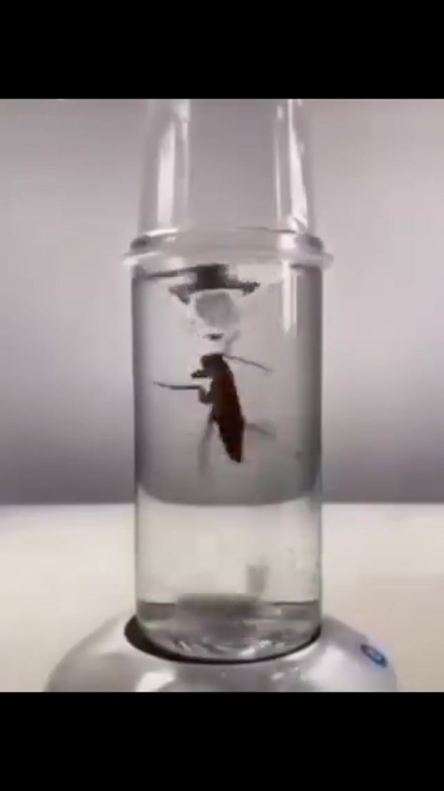Bug Blender meme template blank