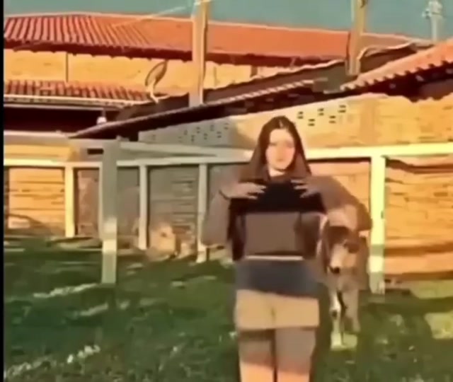 Calf Headbutt Dance Interruption meme template blank