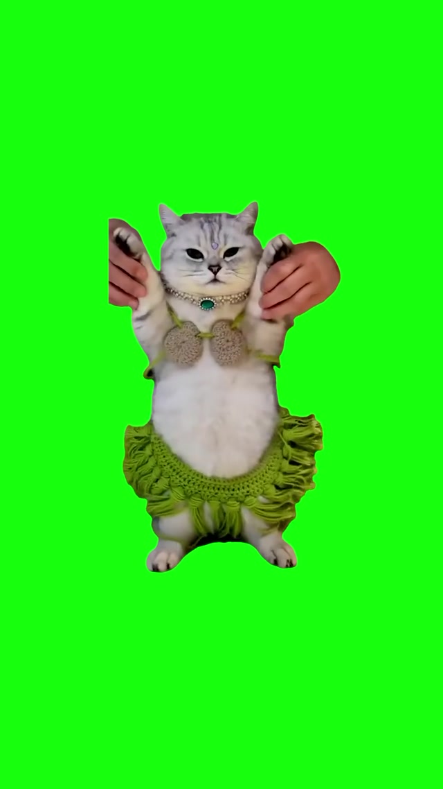 Cat Belly Dancing meme template blank