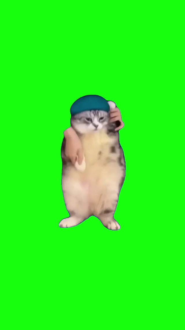 Cat Dances to Girlfriend meme template blank