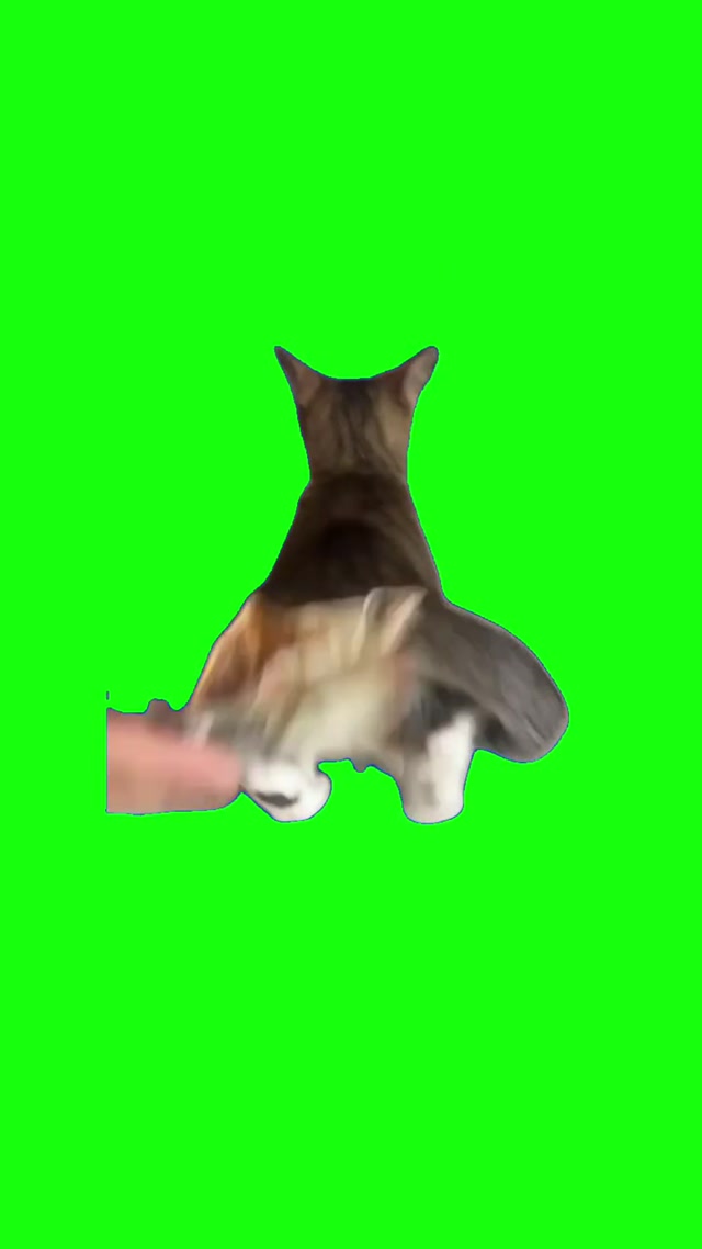 Cat Dancing for Money meme template blank