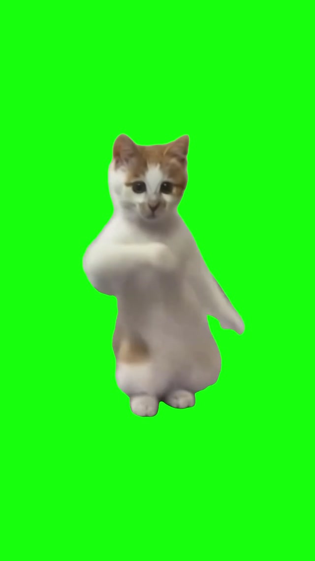 Cat Dancing Meme meme template blank