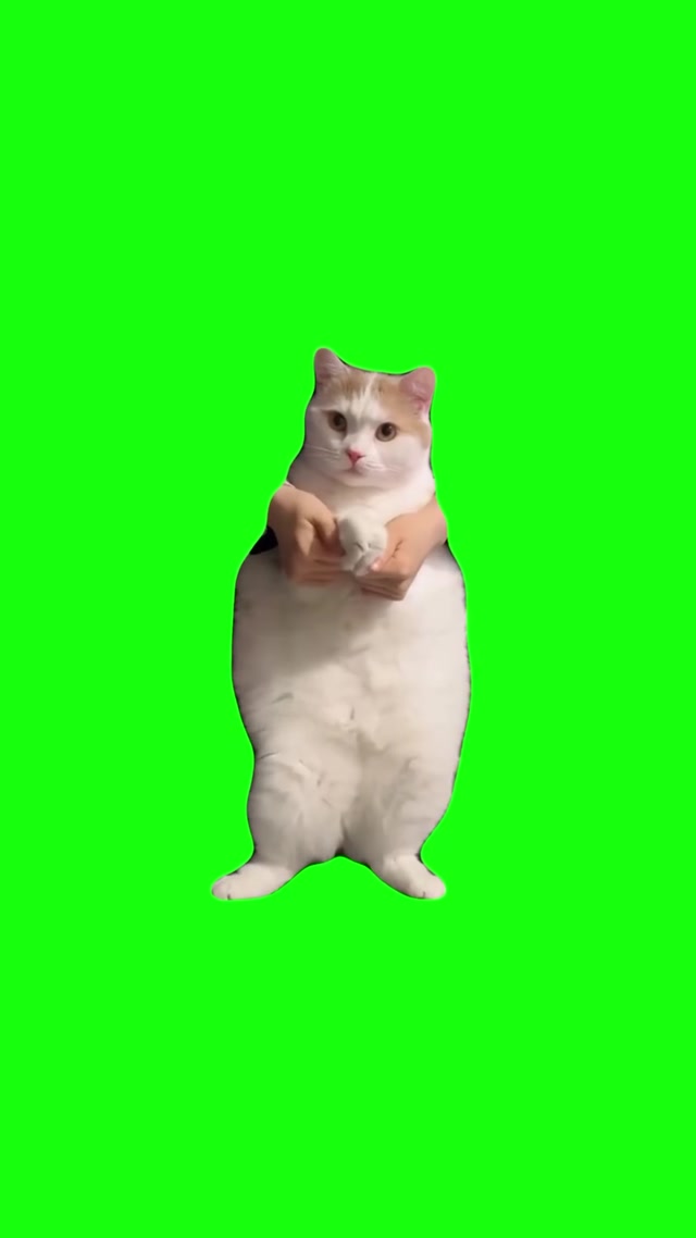 Cat Dancing to EDM meme template blank