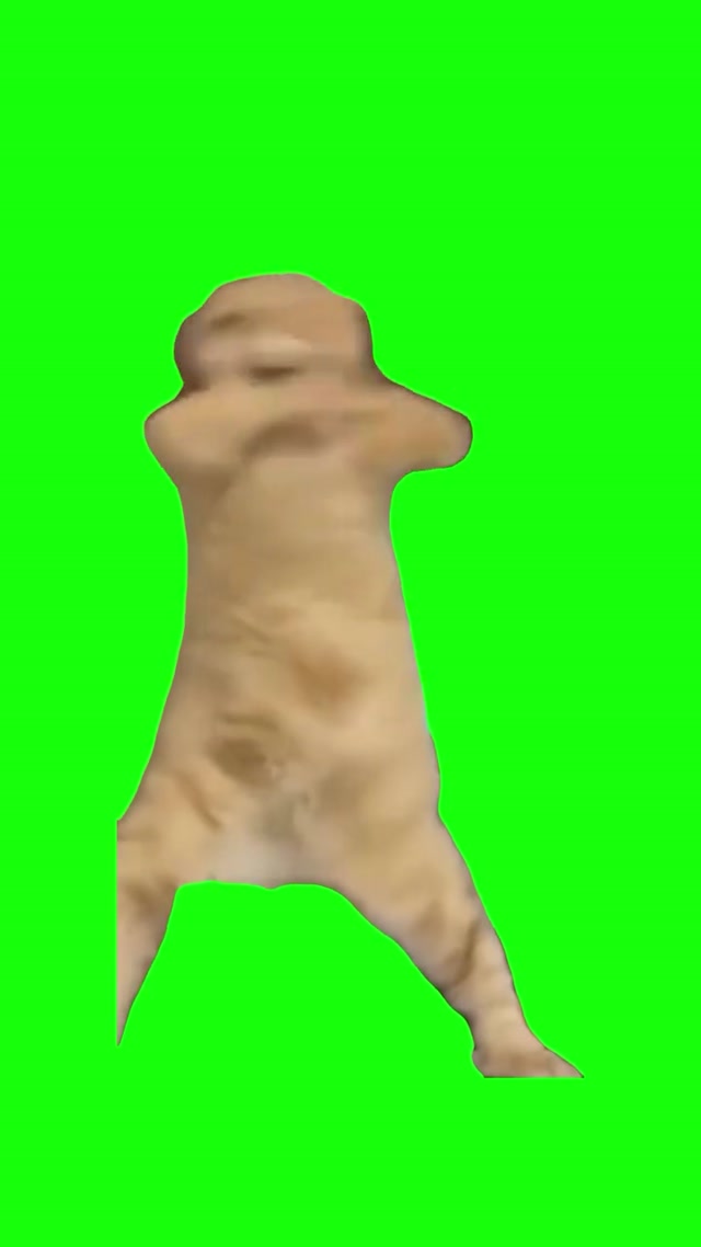 Cat Dancing to Gangnam Style meme template blank
