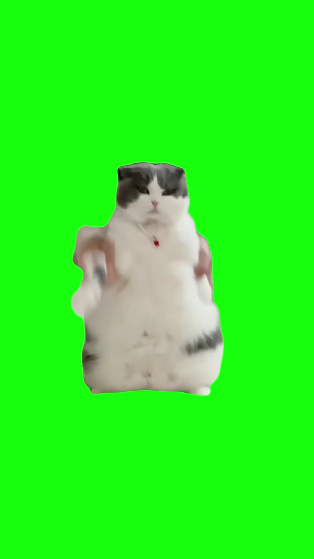 Cat Dancing to Wop meme template blank