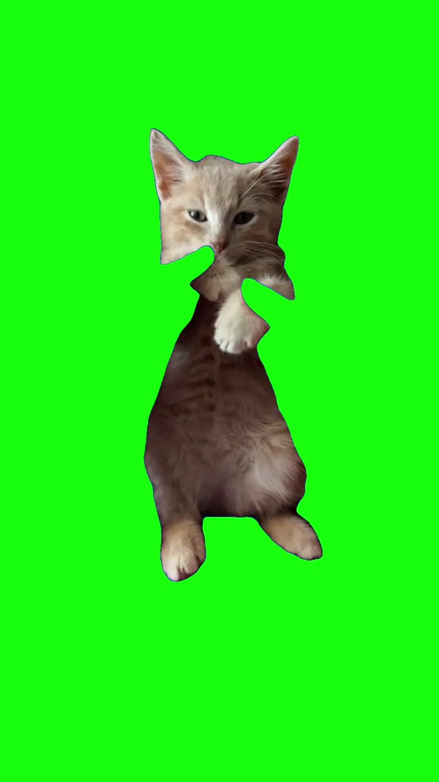 Cat Doing Apple Dance meme template blank