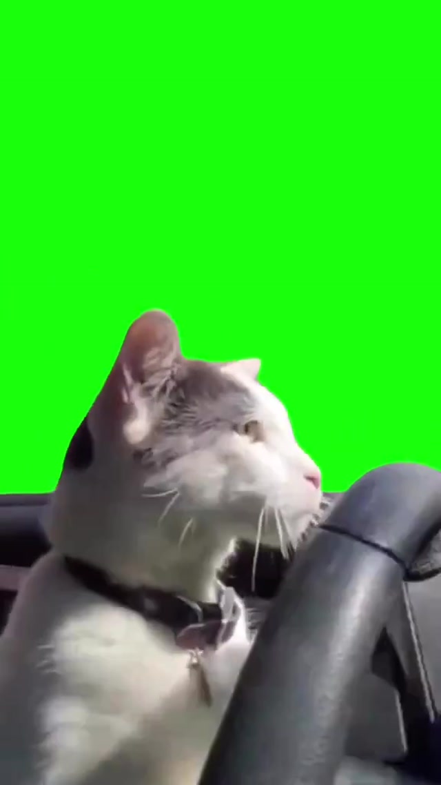 Cat Driving meme template blank