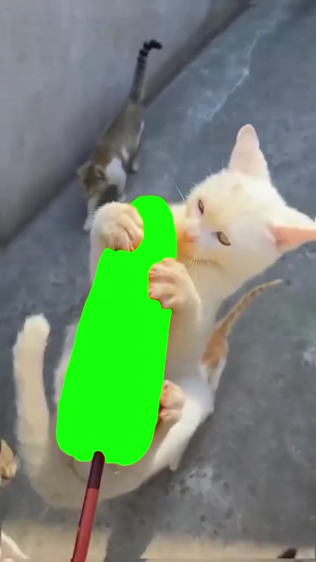 Cat Eating Corn meme template blank