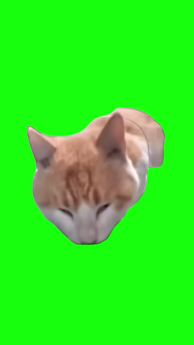 Cat Eating Then Looking Up meme template blank
