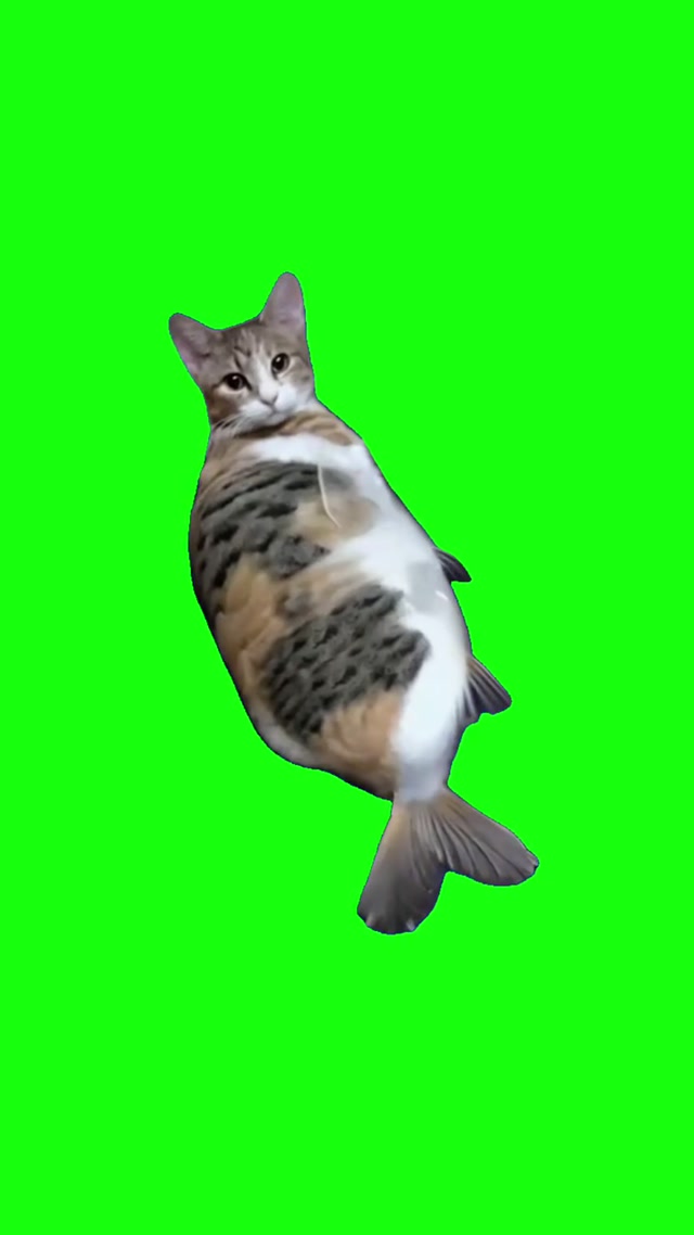 Cat Fish meme template blank
