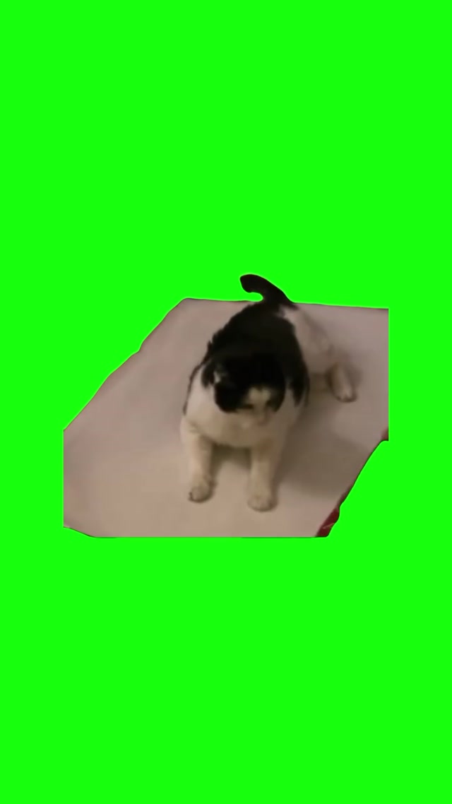 Cat Getting Wrapped Up Like a Present meme template blank