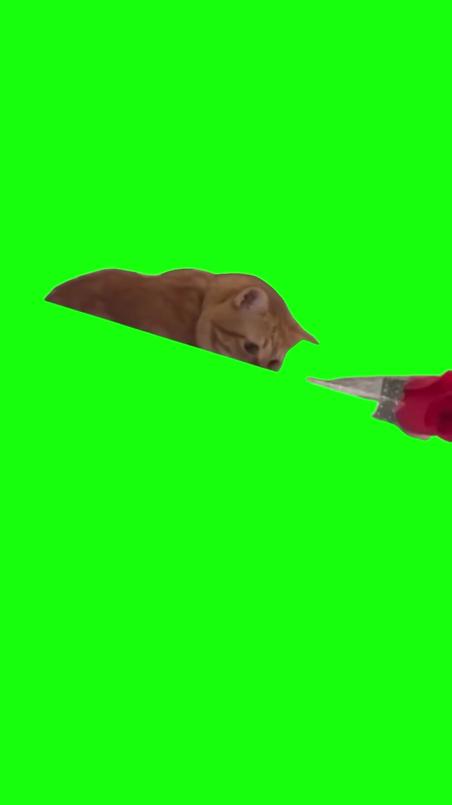 Cat Giving Rose meme template blank