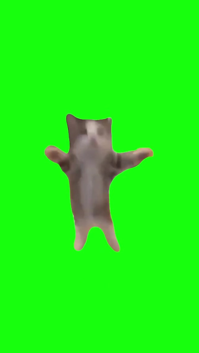 Cat Jumping Up and Down meme template blank