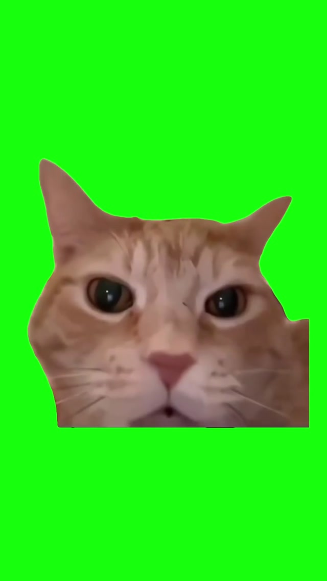 Cat Laughing Meme meme template blank