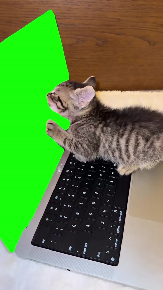Cat Licking Screen meme template blank