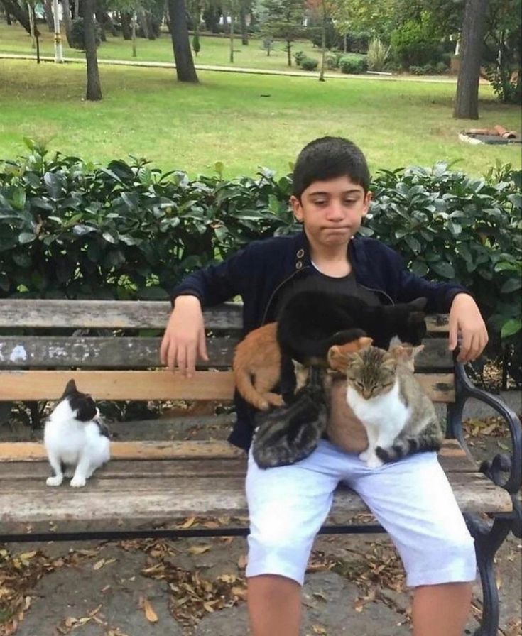 Cat Magnet Bench meme template blank