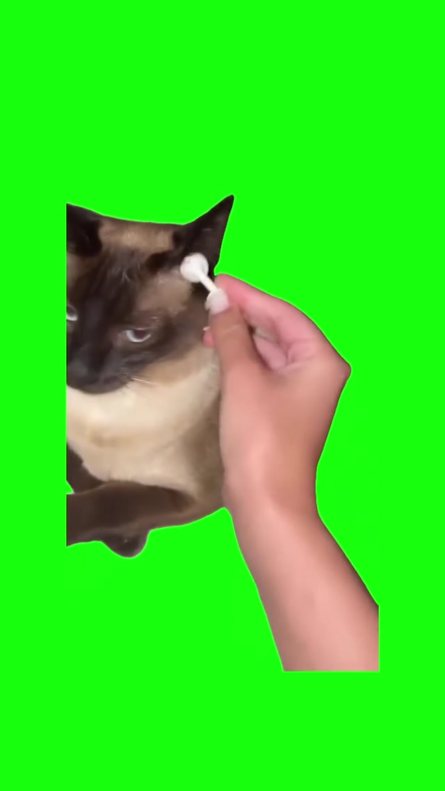 Cat Pulls Out Earbud meme template blank