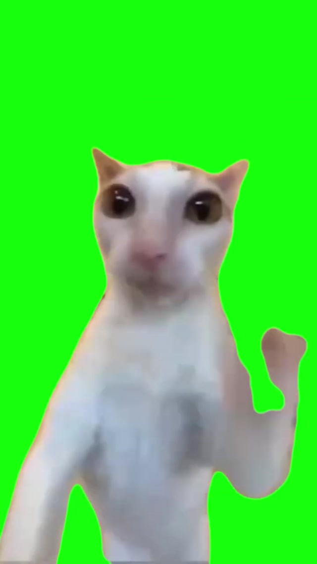 Cat Punching You meme template blank