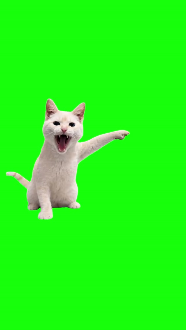 Cat Screaming and Pointing meme template blank